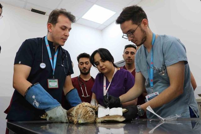 Sivas kanadına çarpan Red Şahin, 3 tedavi edildi
