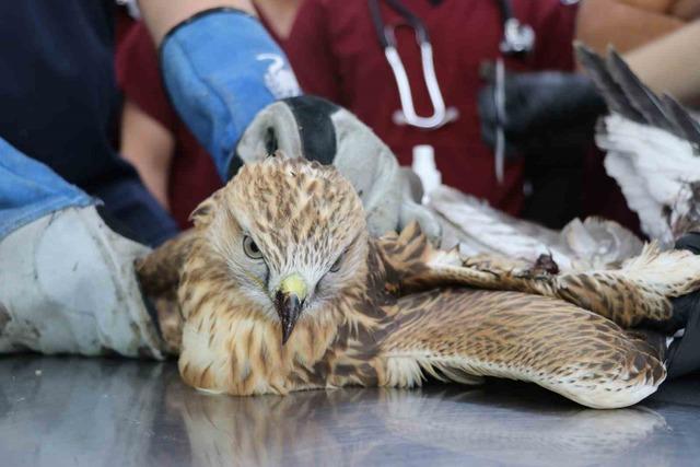 Sivas'ın kanadına çarpan Red Hawk, 2 tedavi edildi.