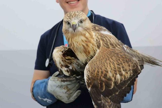 Sivas'ın kanadı tarafından vurulan Red Hawk, 4 tedavi edildi